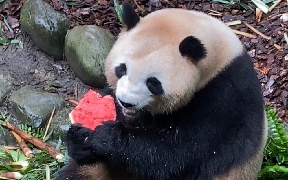 大熊猫肉肉吃西瓜!6岁生日快乐!