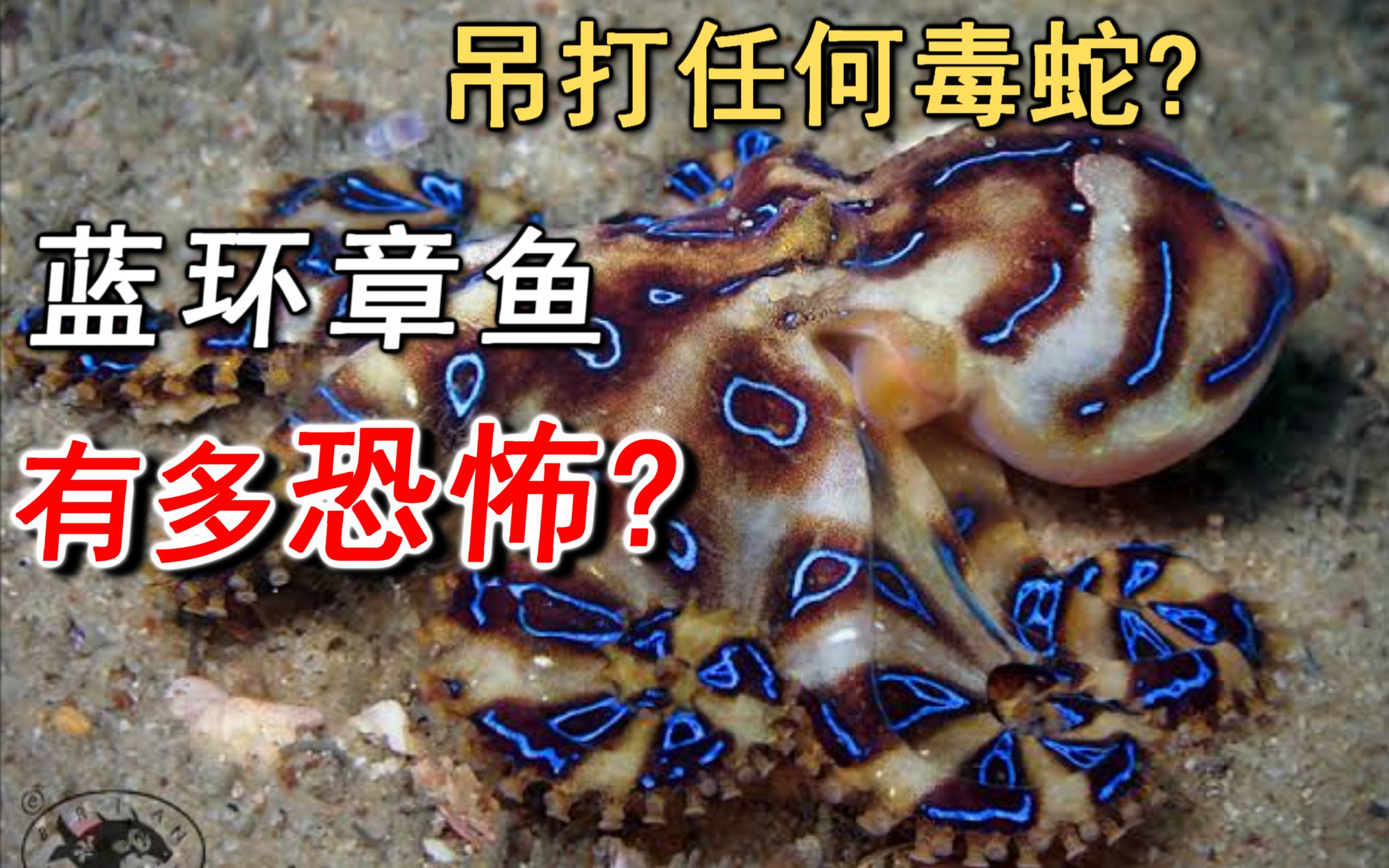 蓝环章鱼图片 咬人图片