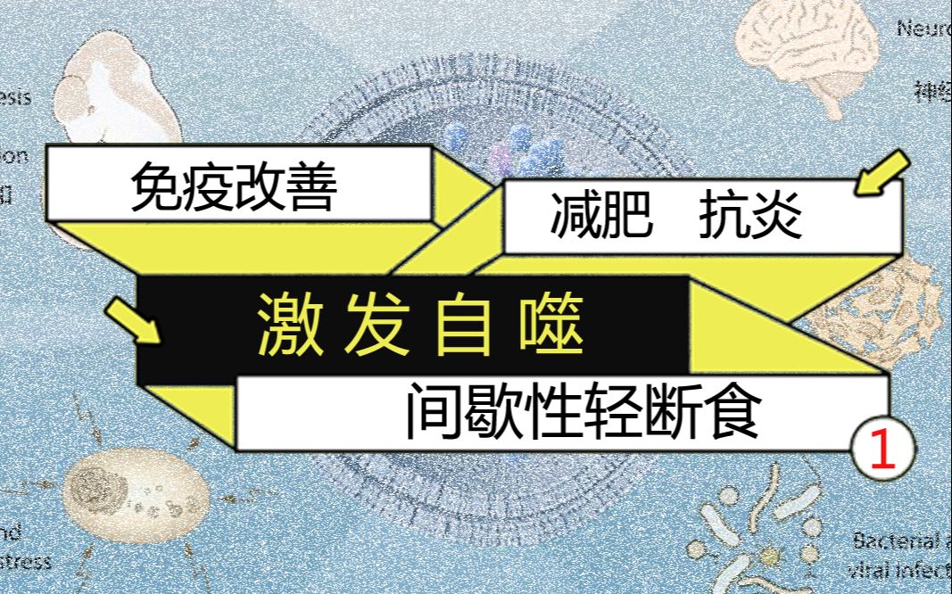 间歇性轻断食激发自噬改善免疫、减肥、抗炎哔哩哔哩bilibili