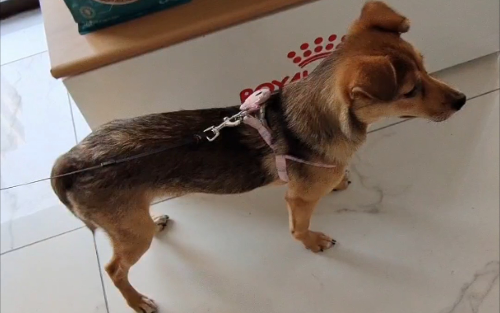 来医院的小狗有多怂,全程耷拉着尾巴.