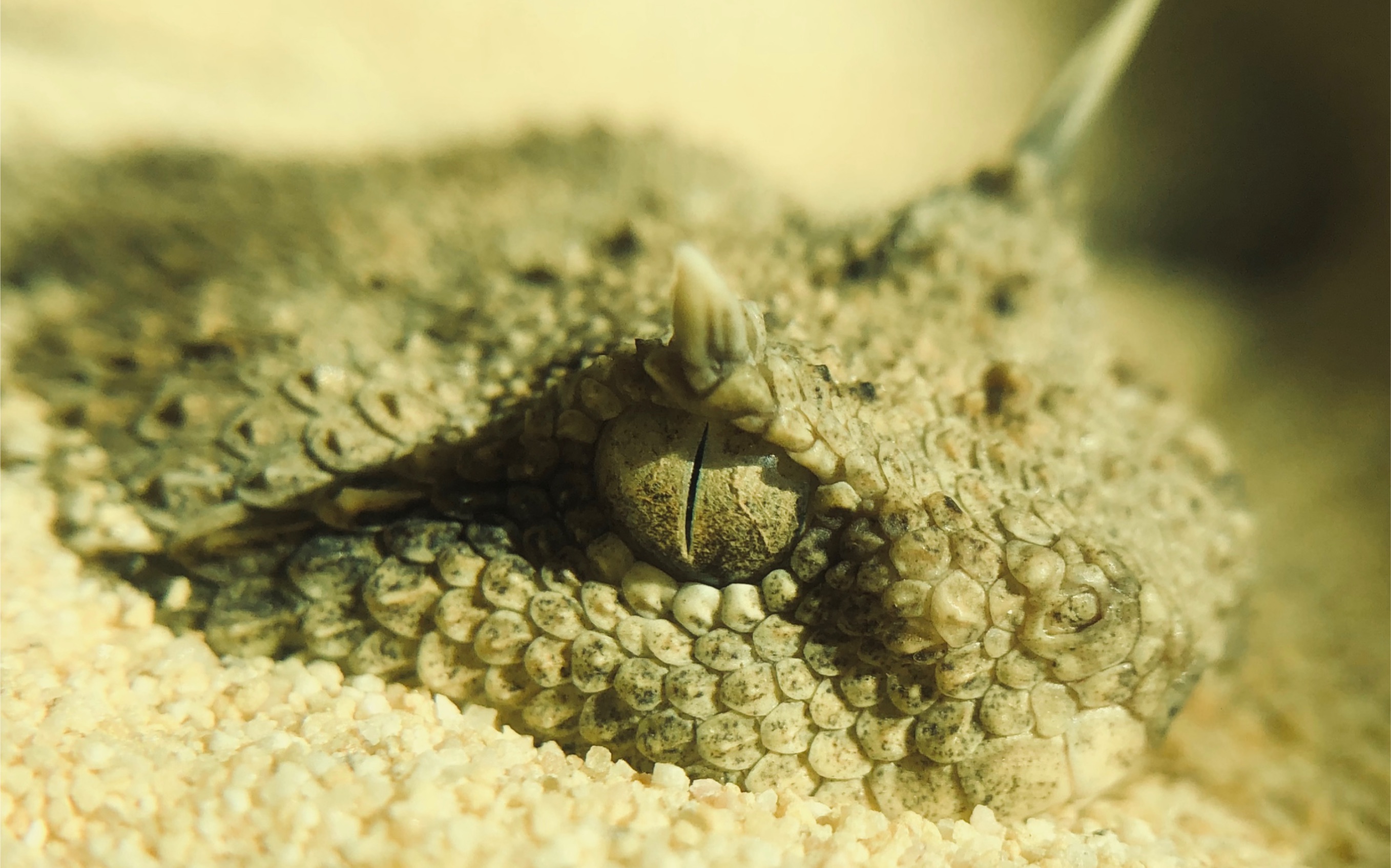 开箱:沙漠角蝰(公母一对)