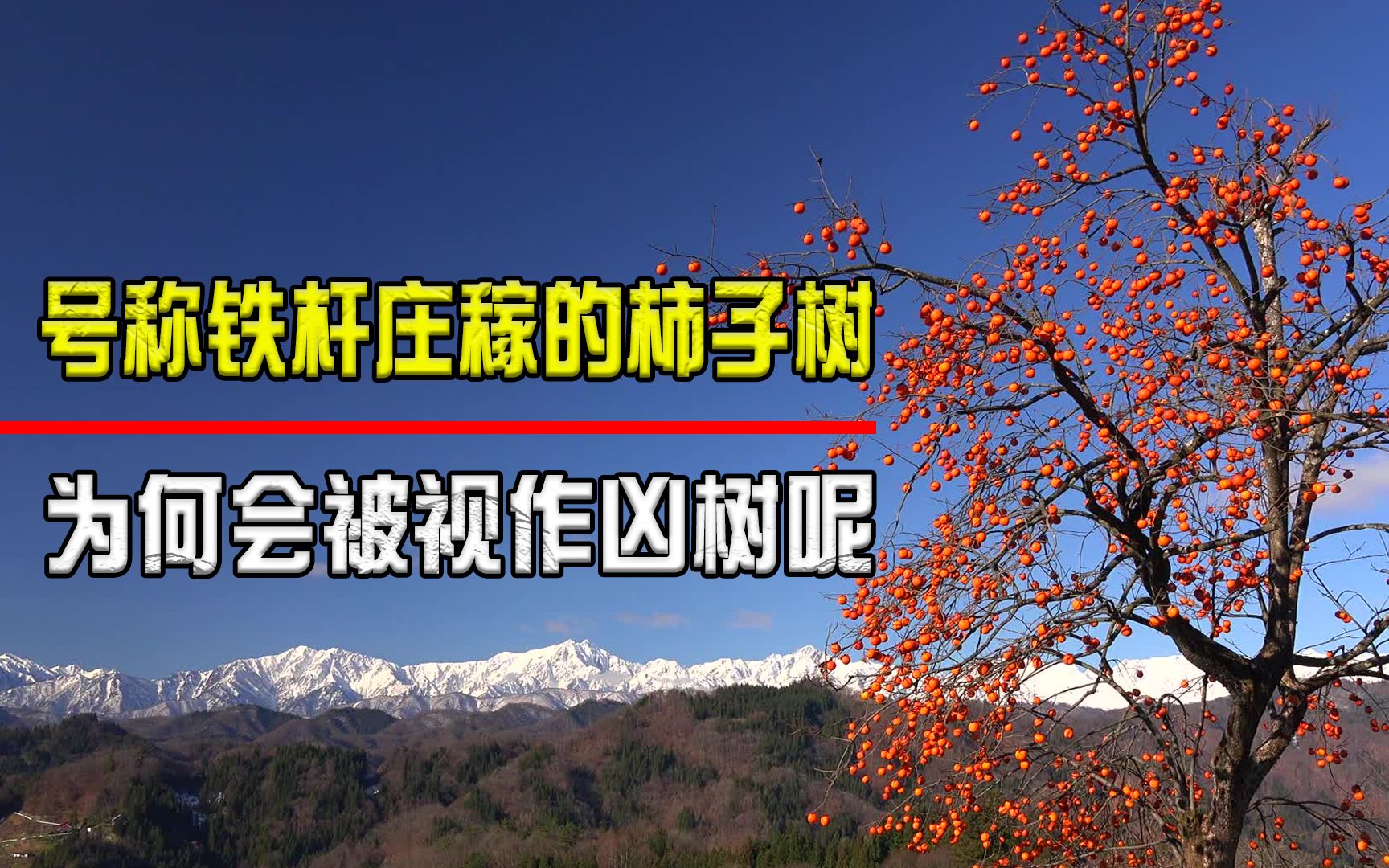 柿子是凶树?为何越来越多人把柿子树移出院子,它究竟有何缺点?哔哩哔哩bilibili