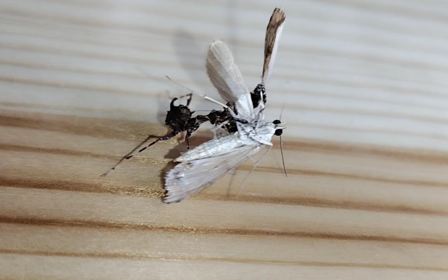 【喂食】裙子姬螳捕食飞蛾