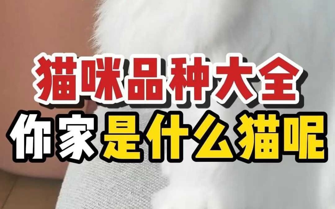 常见的猫猫品种大全哔哩哔哩bilibili