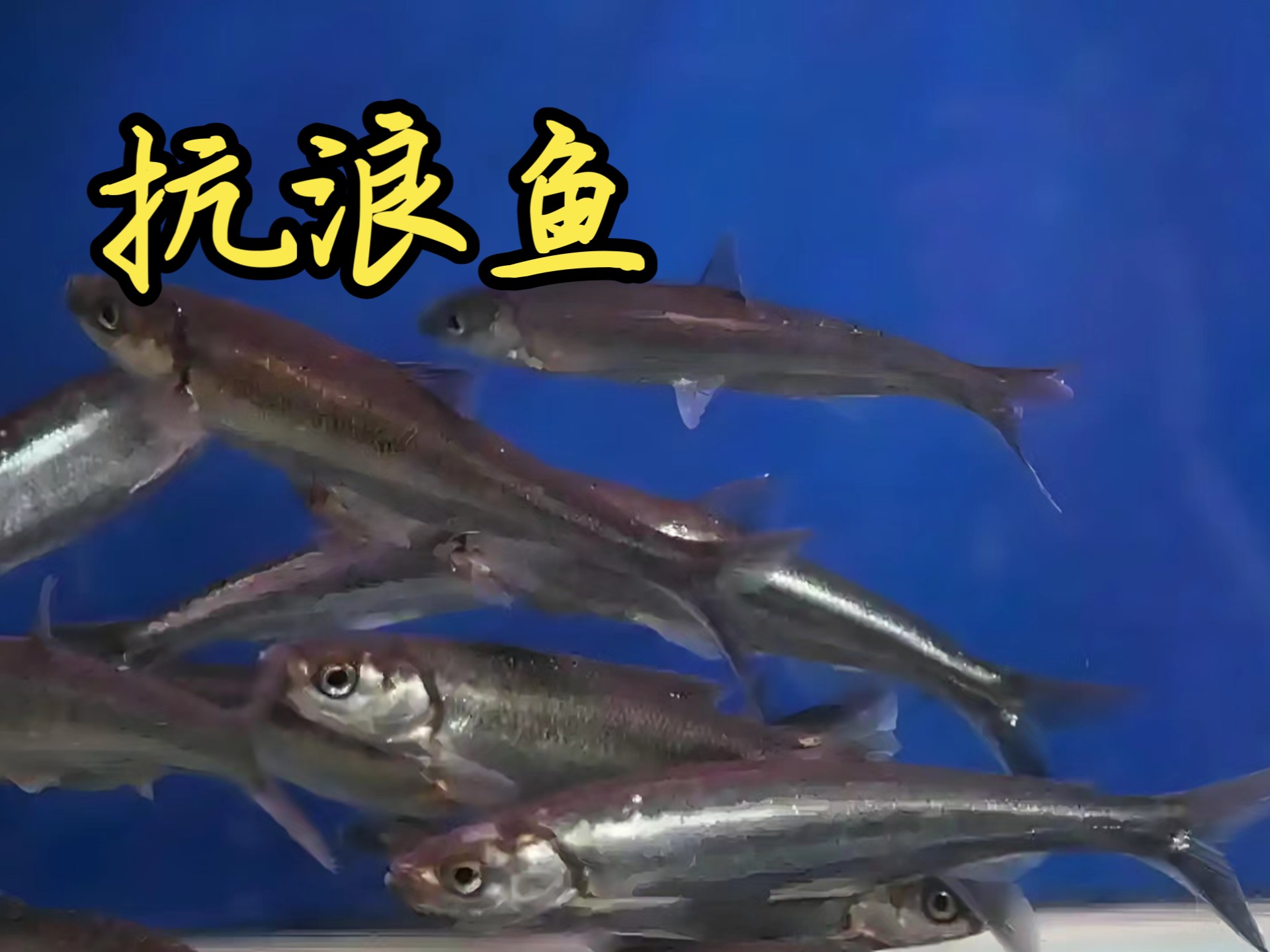 全世界只有云南才有的抗浪鱼你吃过吗