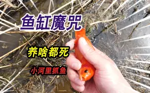 Tải video: 我有一个奇怪的鱼缸，养鱼都活不过一天，拆开鱼缸研究到底咋回事