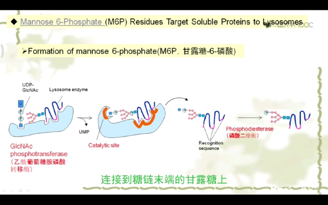 溶酶体酶分选信号M6P哔哩哔哩bilibili
