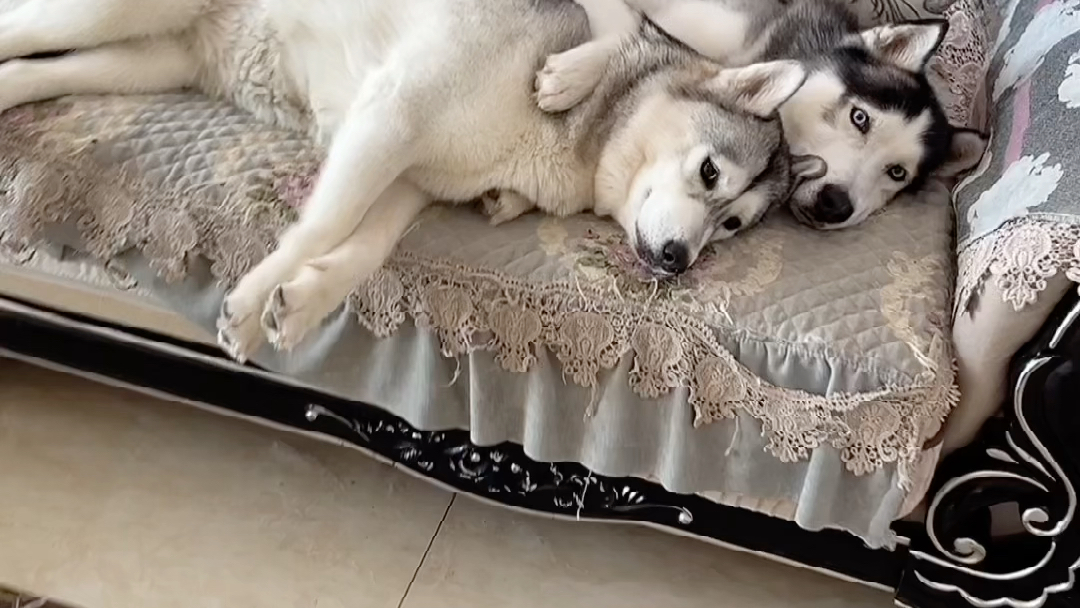 大型虐狗现场,拿来吧你