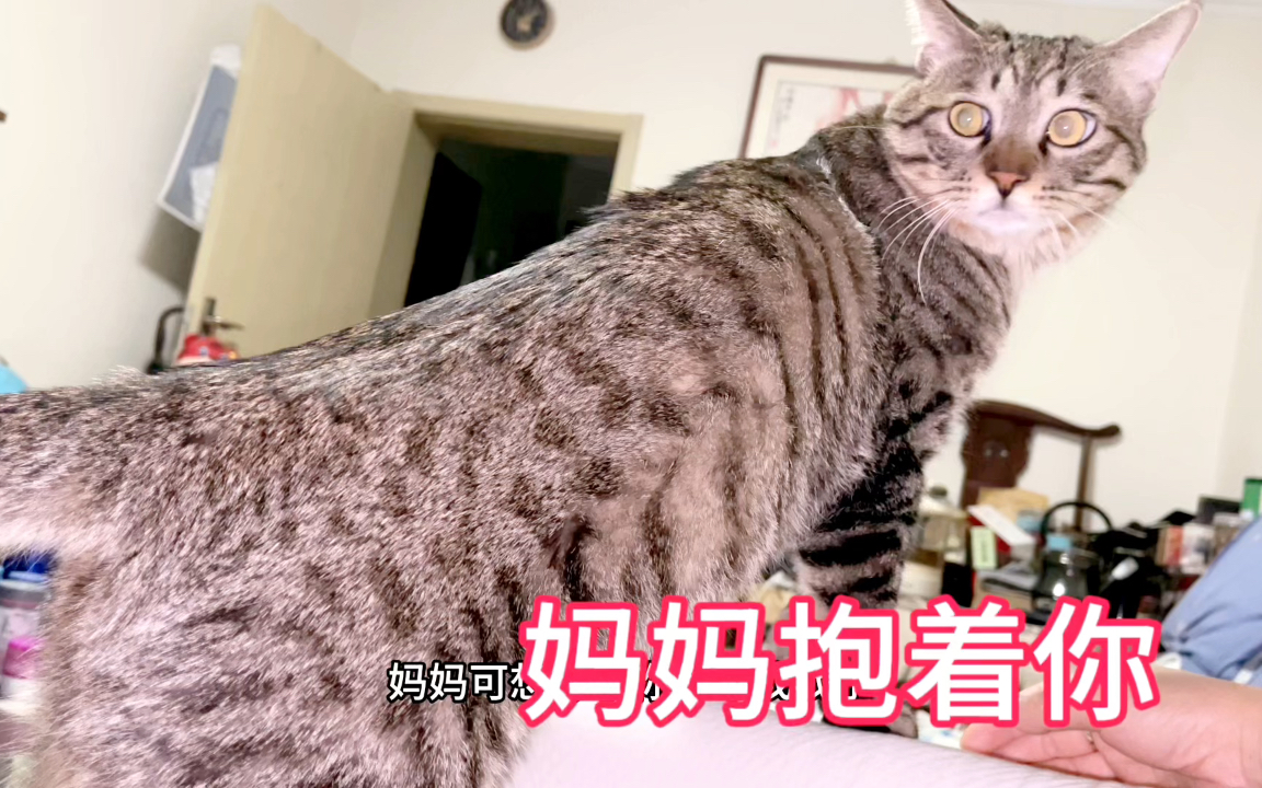 爸爸妈妈都抢着抱小猫咪,可它还是比较喜欢爸爸的大肚子!