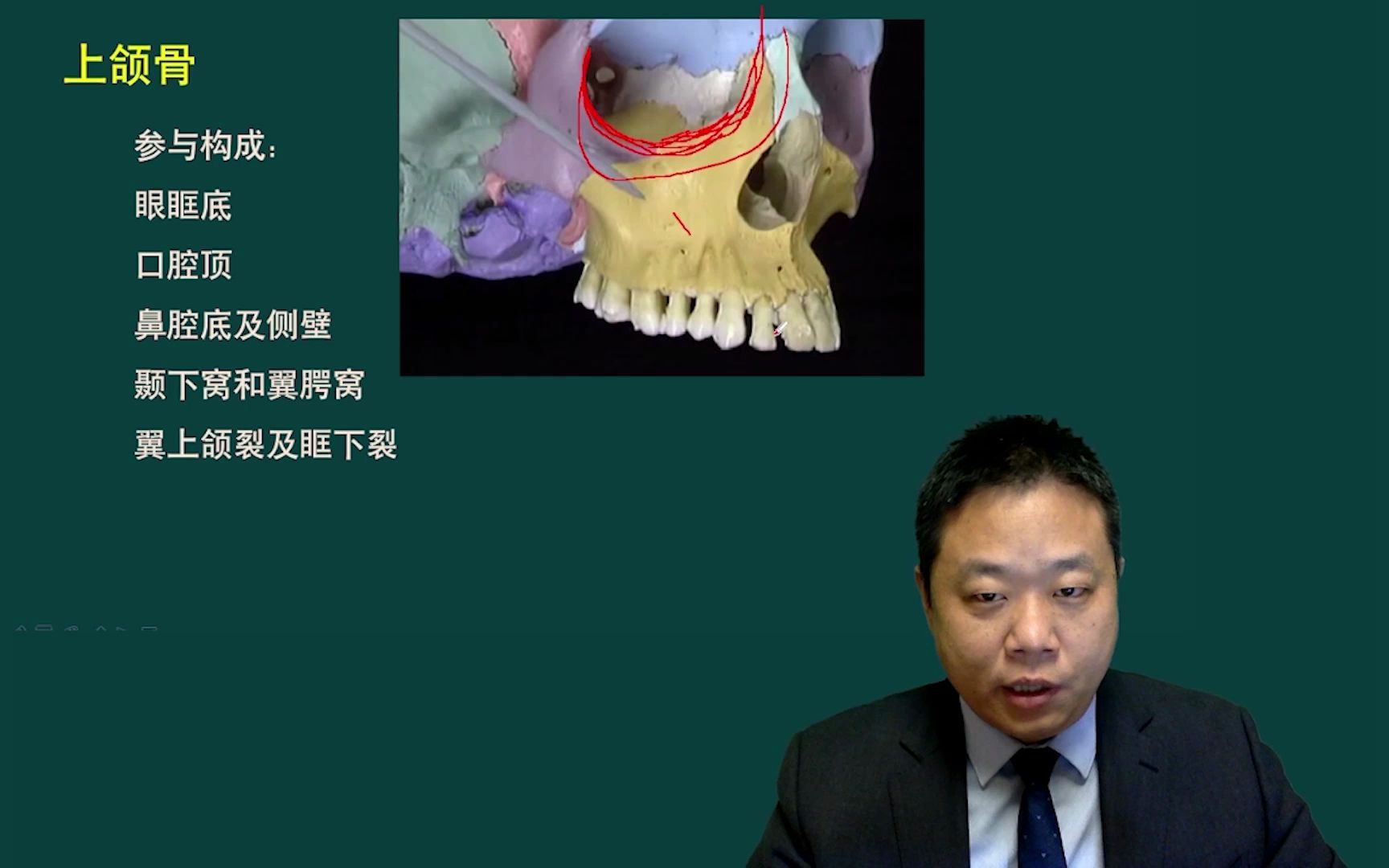 大树口腔学苑医考课程上颌骨