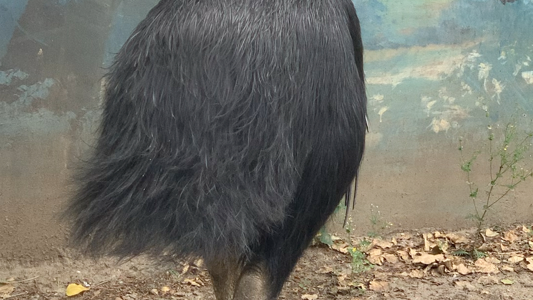 活動作品雙垂鶴鴕這一腳能扎死北京動物園