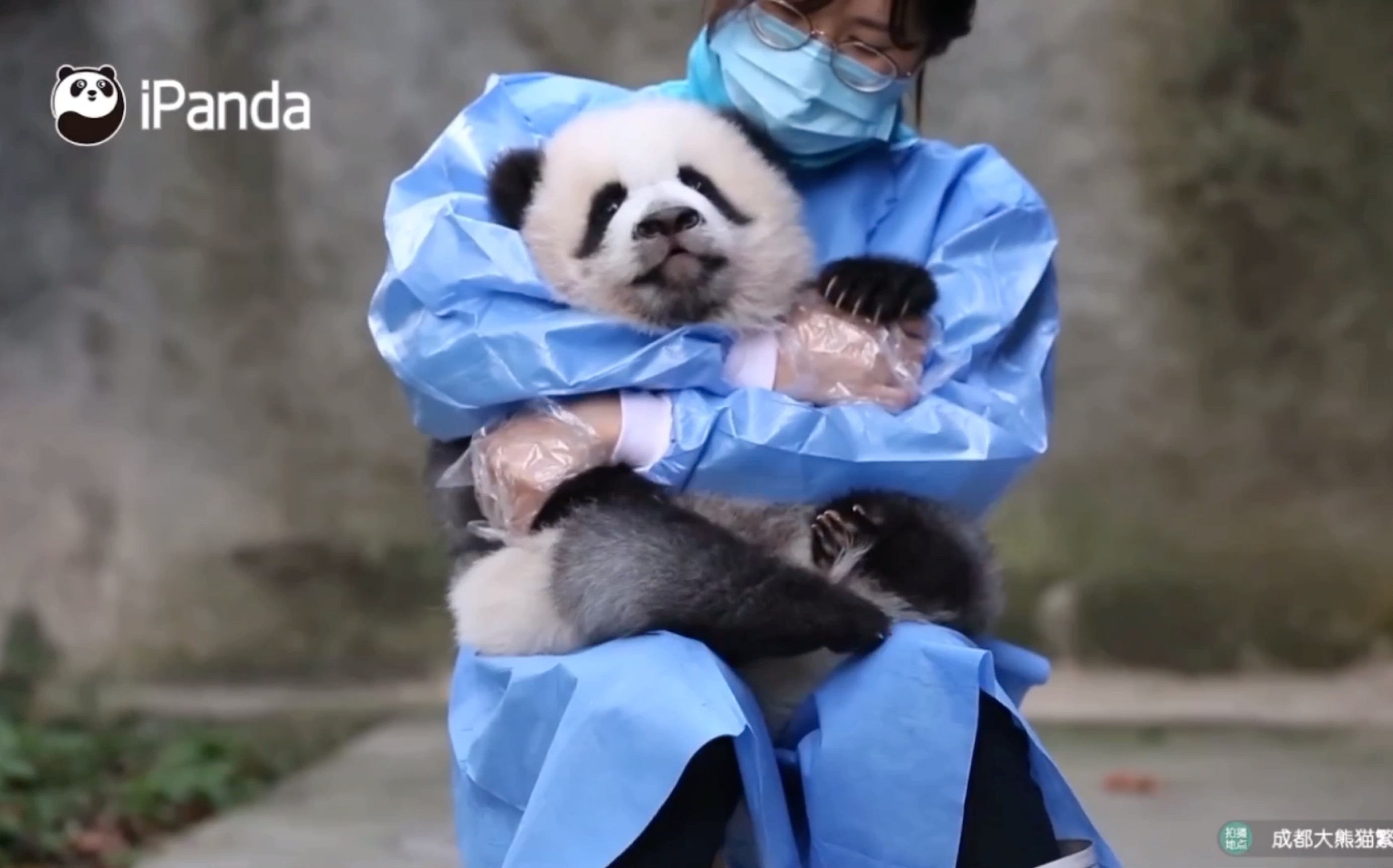 大熊猫绩笑这么可爱的暖手宝谁舍得放手呢