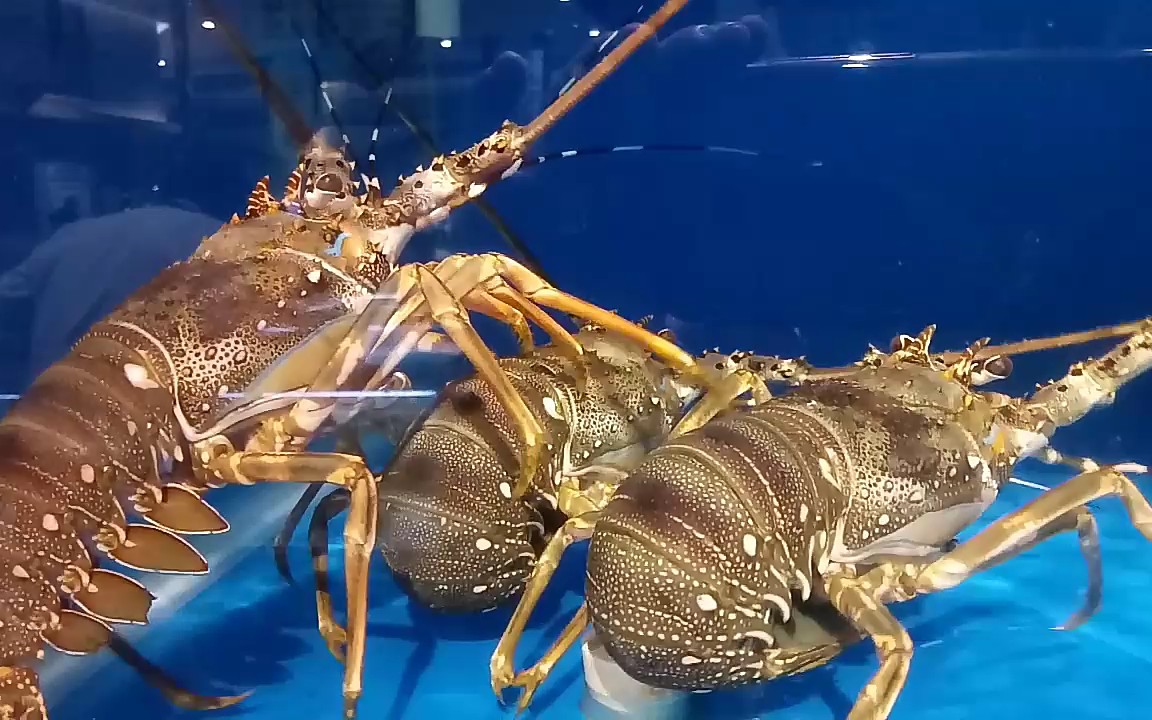 [印尼青龙虾]罕见的龙虾放飞自我 还是1v2 姿势夸张