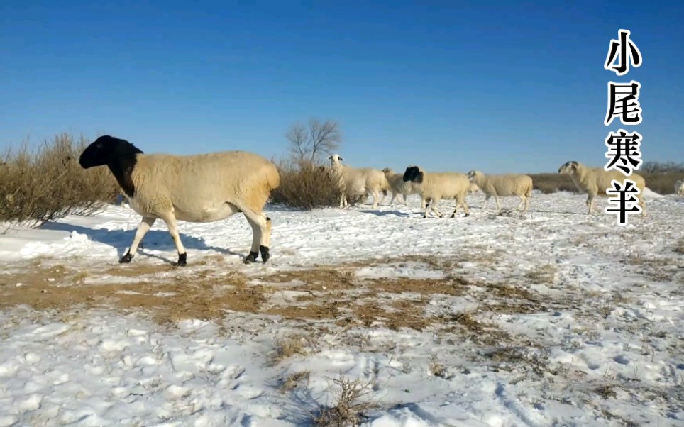 [图]【塞北的羊】 笨笨肉肉的羊 香香喷喷的肉