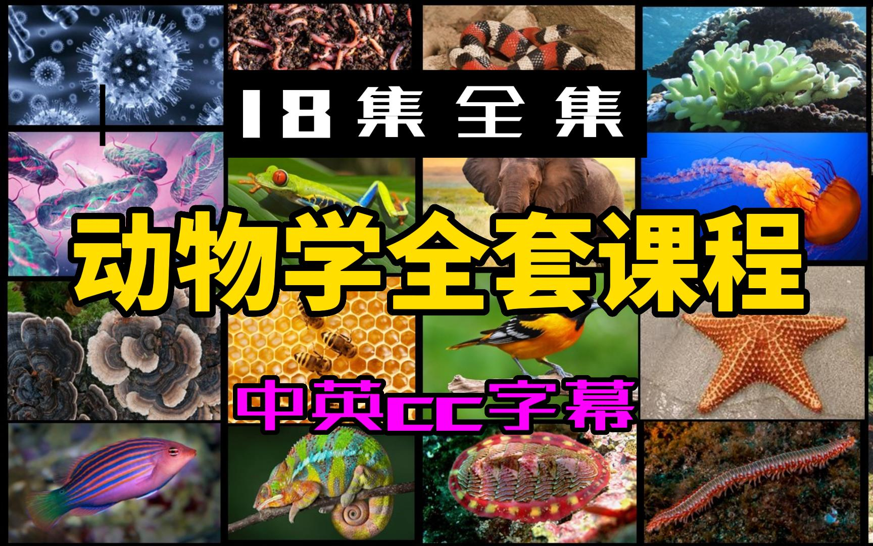 [图]【18集】动物学-生物学-中英cc字幕-英语听力口语听力-科普-生命科学