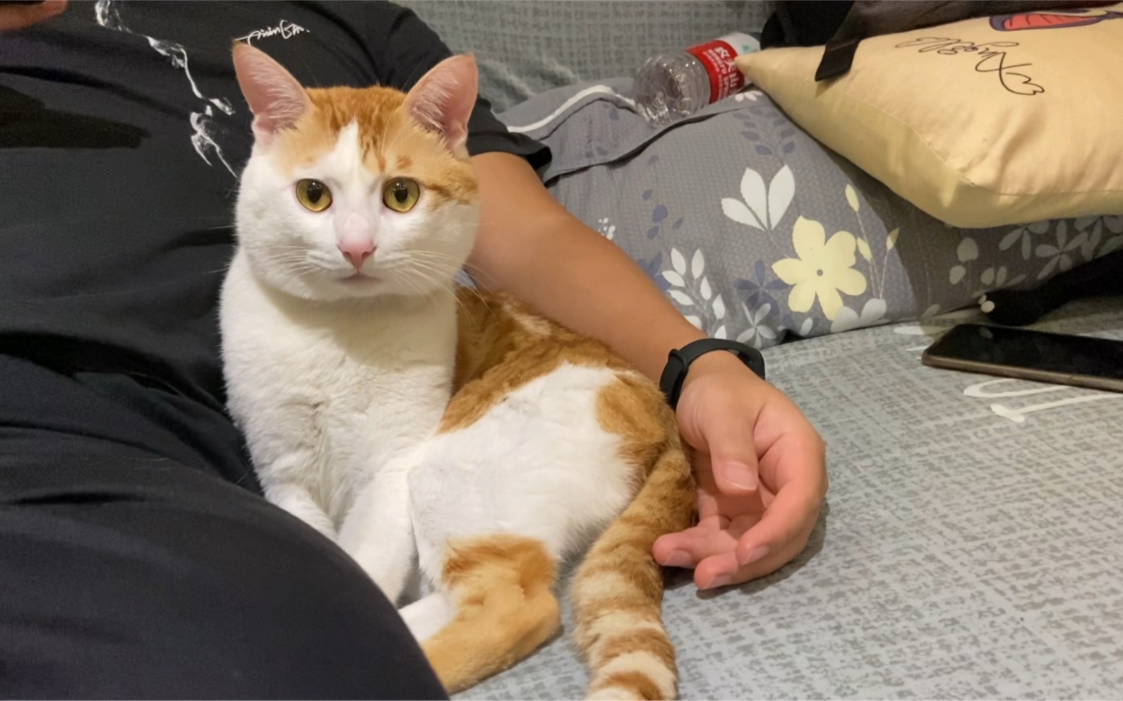 如此乖巧的小猫咪,很有礼貌的亚子