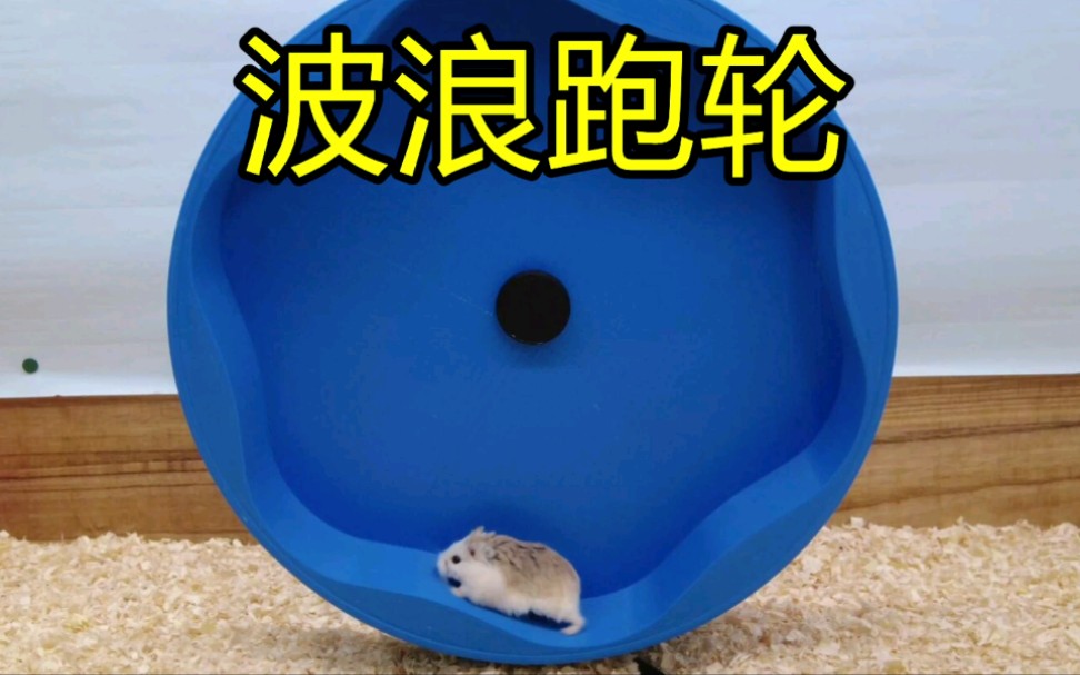 活动作品奇葩的仓鼠跑轮之波浪跑轮