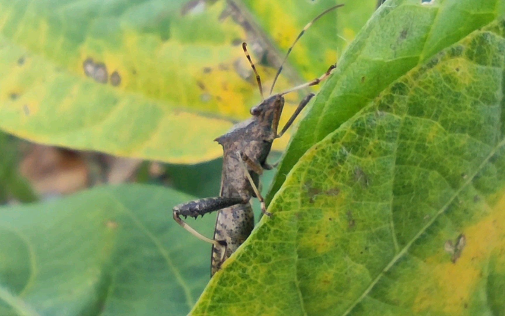 点蜂缘蝽riptortus pedestris