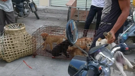 中华田园犬广西土猎犬哔哩哔哩bilibili