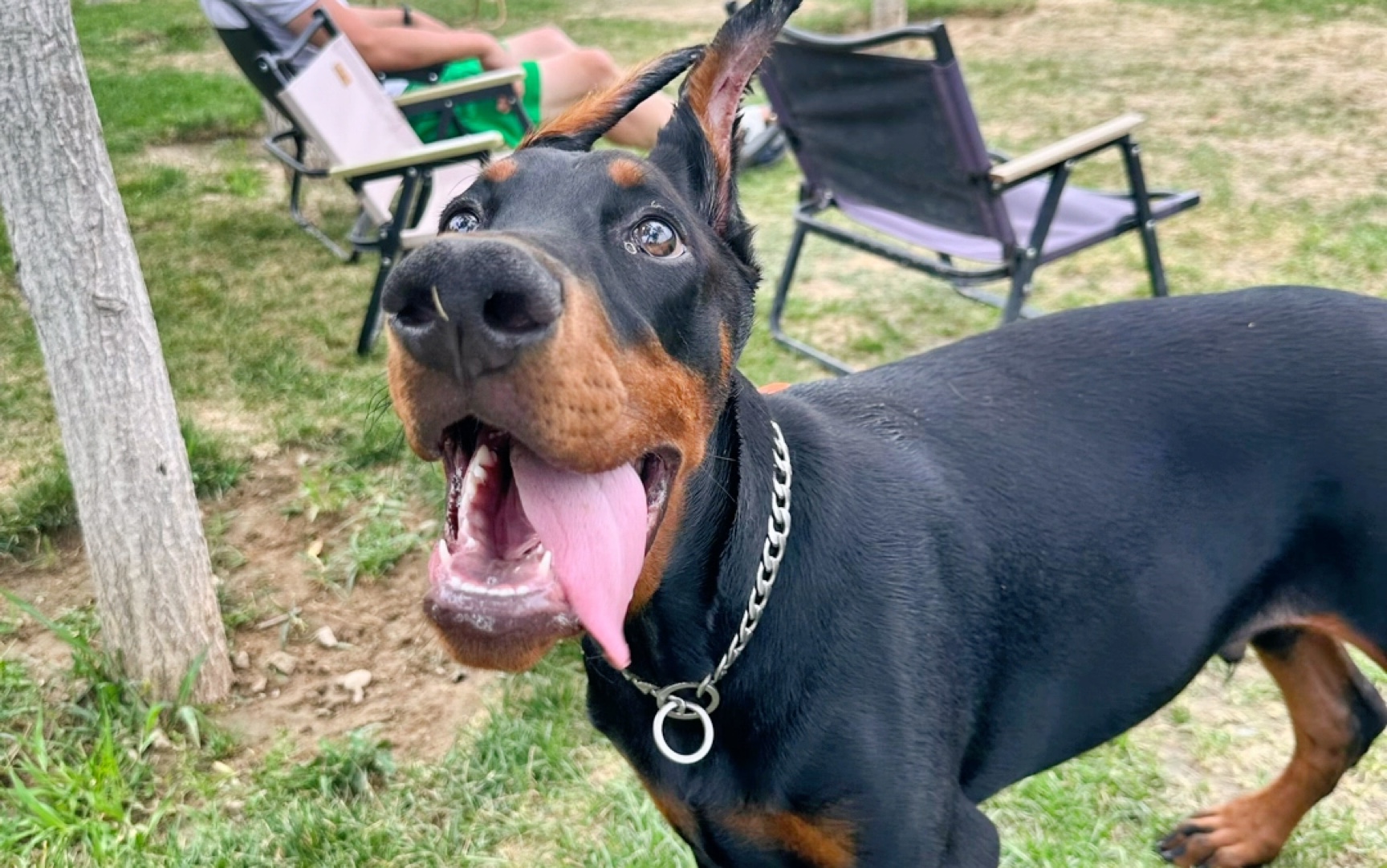 去宠物乐园疯狂社交的一天 该说不说杜宾的社交能力真的是强 告诉你