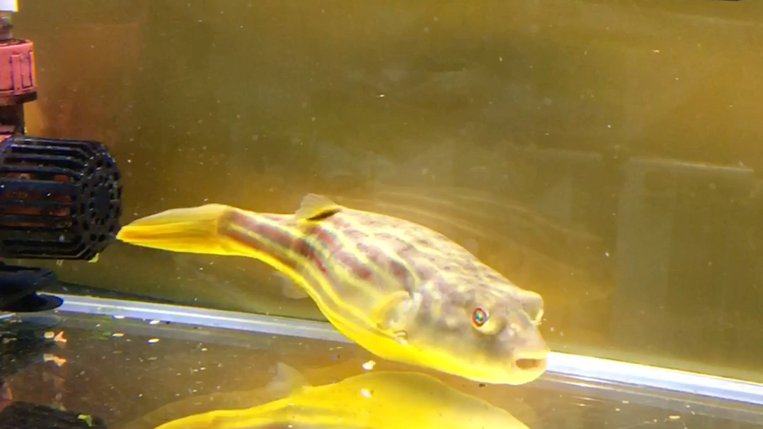 斑马狗头鱼和剃刀龟