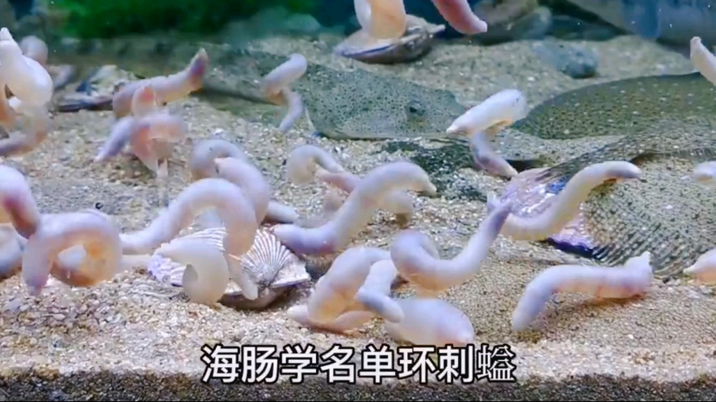 【冷知识】海肠和海兔英语是Sea Worm(海虫)哔哩哔哩bilibili