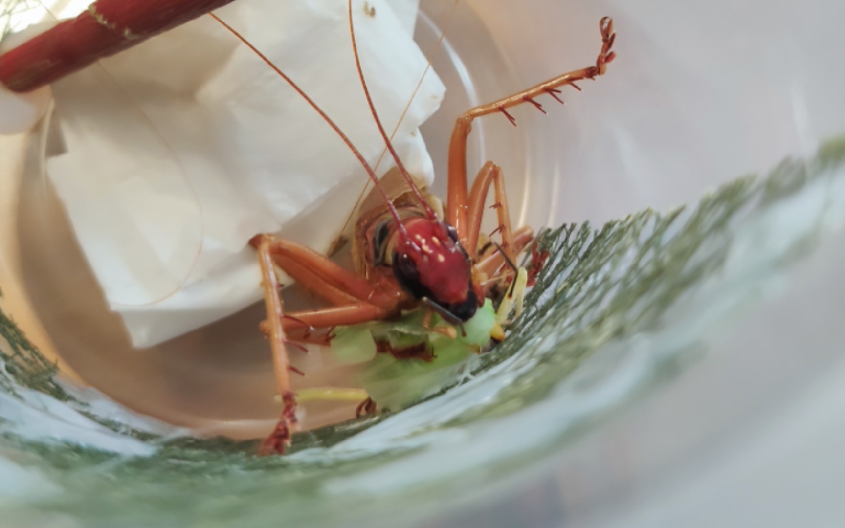 越北烟蟋螽 捕食 草螽♀碾压!