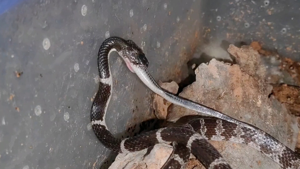 黑背白环蛇吃饭篇-蓝尾石龙子