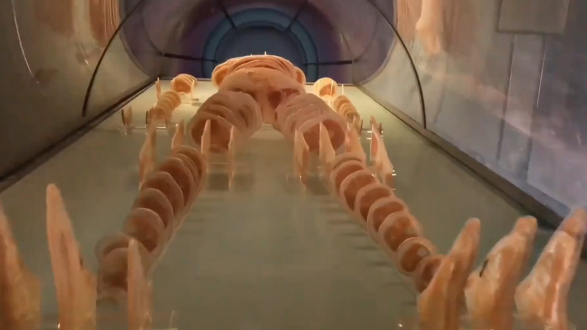 走进大体老师的世界:人体科学的奥秘