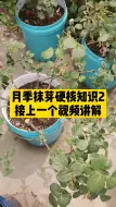 Download Video: 盆栽月季如何抹芽？新手必备知识2