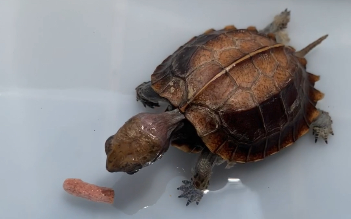 琼宝锯缘龟苗日常喂食