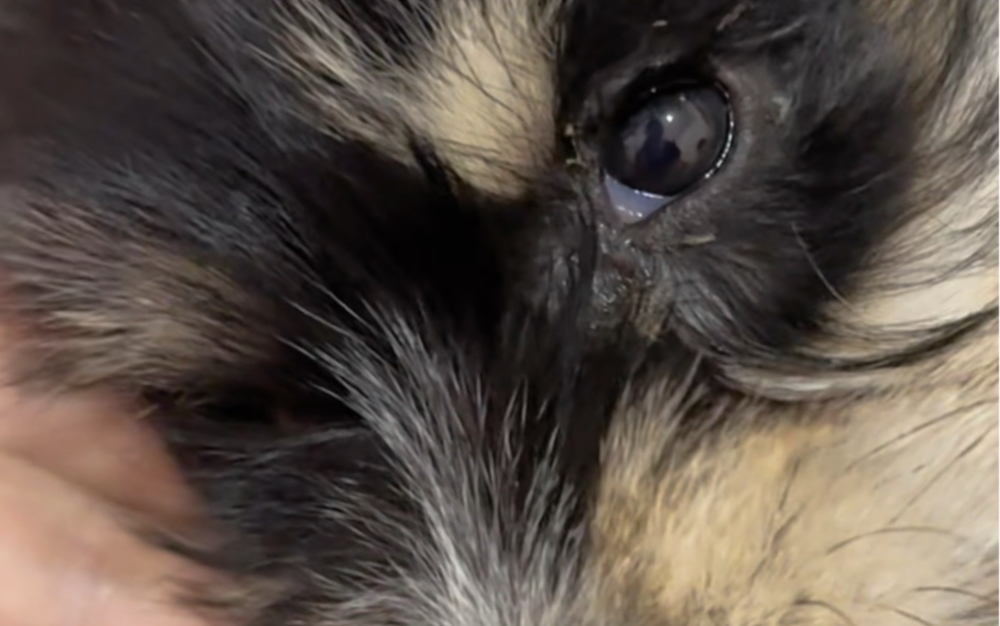 一只舔手指的傻子狗