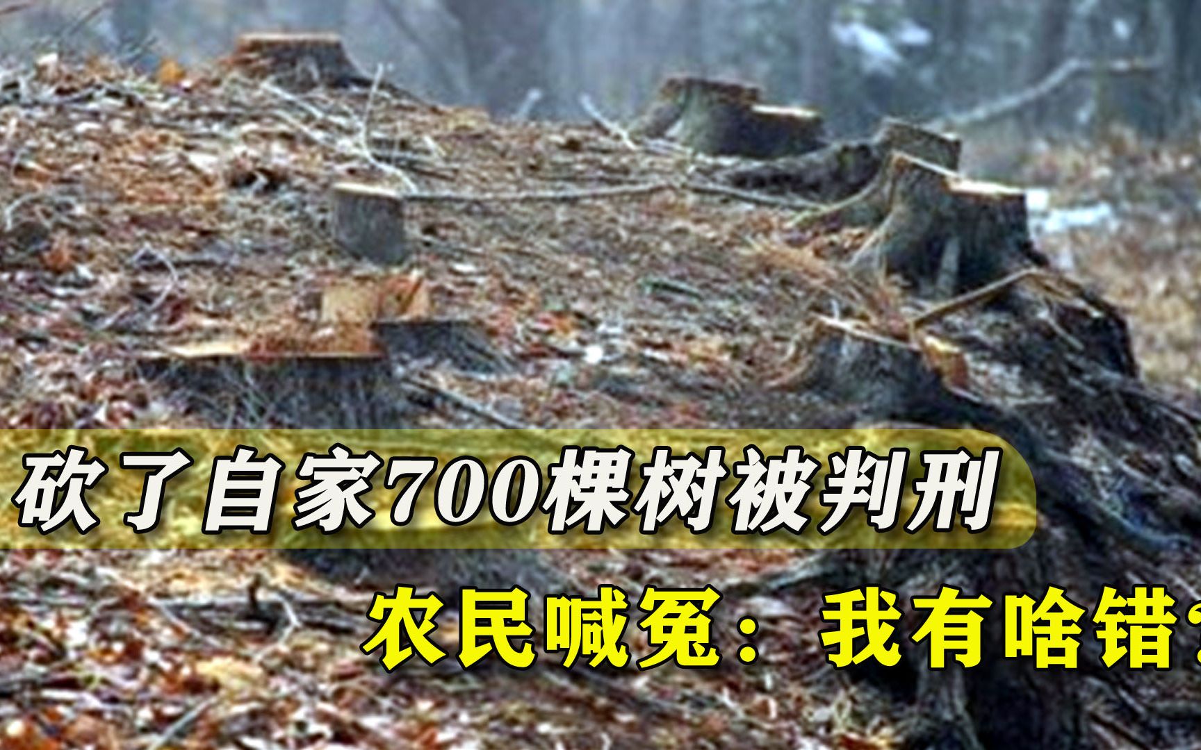 砍掉自家700棵杨树,枣庄农民被判刑2年,自己种的树自己砍犯法?哔哩哔哩bilibili