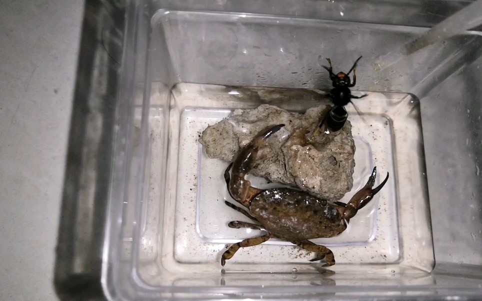 平额石扇蟹捕食黄脚胡蜂