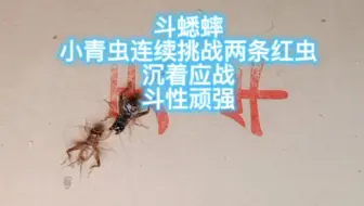 斗蟋蟀，小青虫连续挑战两条红虫，沉着应战，斗性顽强