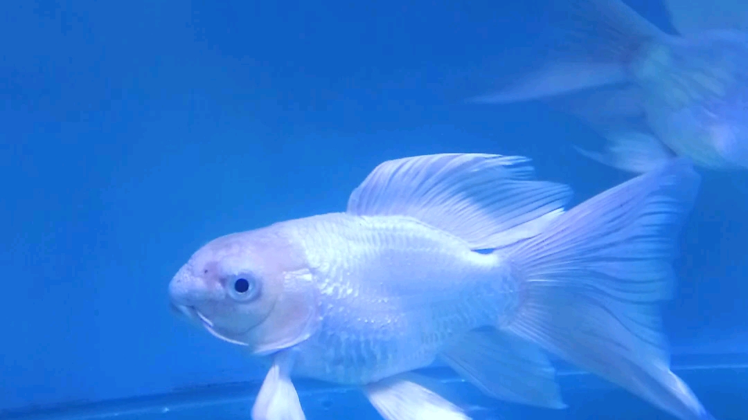 爆头爆须蝴蝶鲤,需要的联系我,全国可发