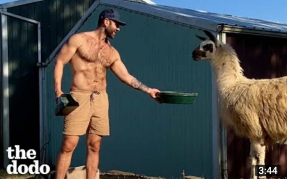 [图]Guy Can’t Get His Rescue Llama To Trust Him Until He Starts Playing Hard To Get