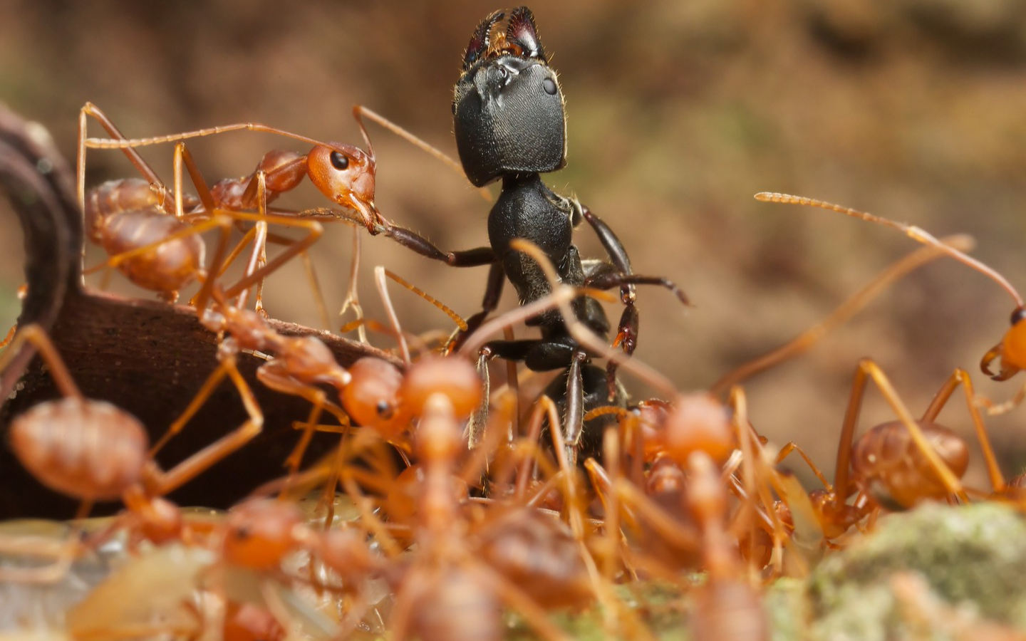 蚂蚁大战 蚁酸对决 拟黑多刺蚁vs黄猄蚁 斗蚁
