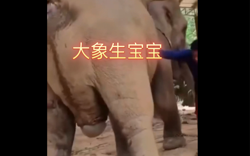 动物科普 大象生宝宝