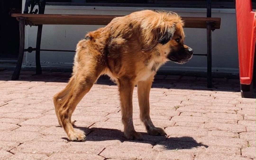 (百度腿身比吧)两厢人,脊柱病变,躯干超短,双手过膝,究极大长腿!