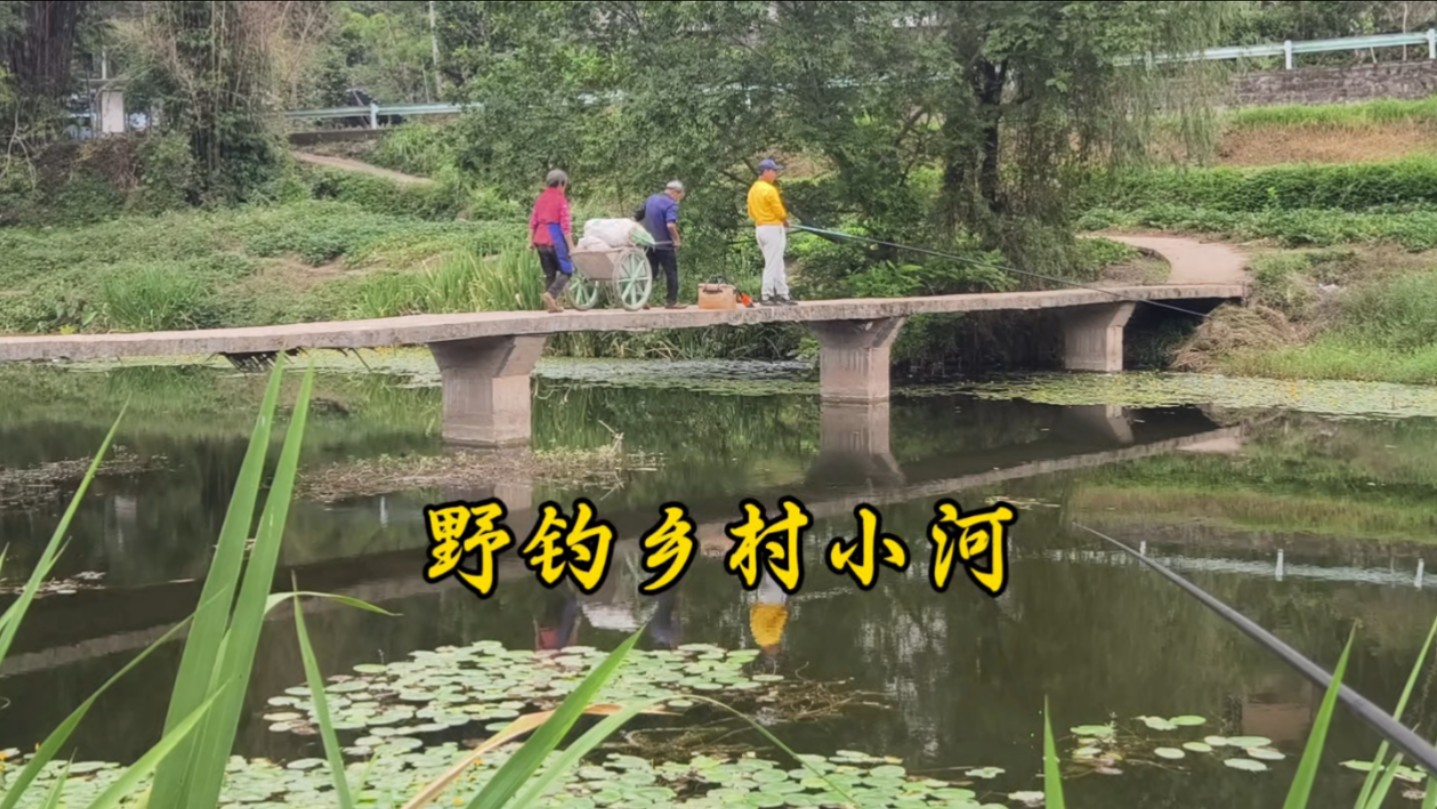 野钓乡村小河沟,随便打窝两个草洞,鲫鱼连杆根本停不下来哔哩哔哩bilibili