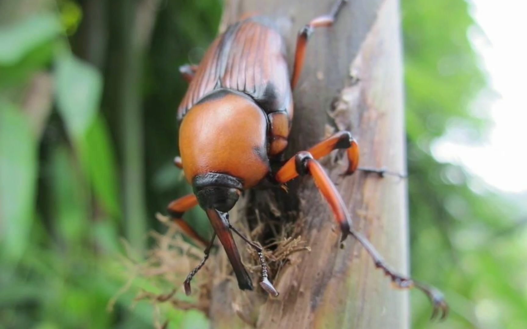 南方竹林里常见的1种虫子,农村长大的人都见过,好玩还能吃哩