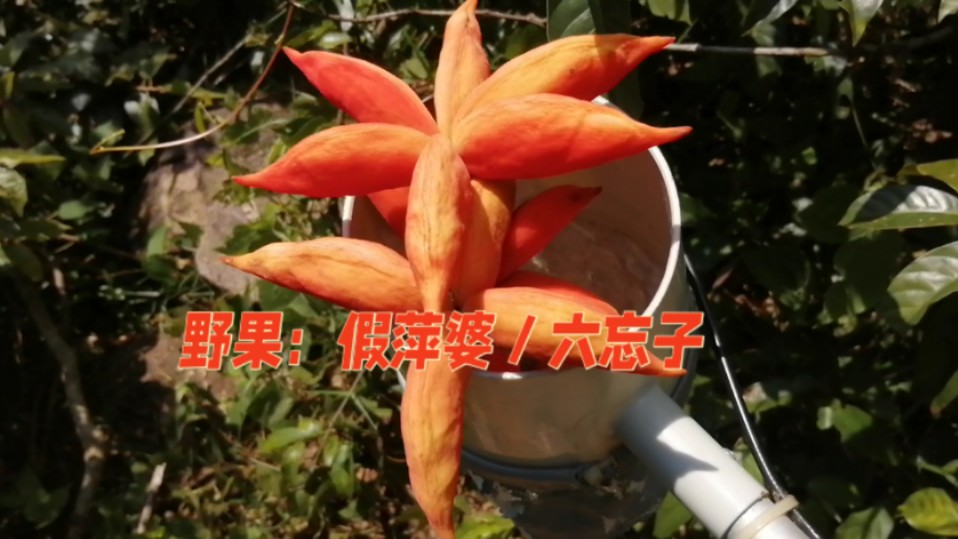 大山里摘美味野果/差点被大雨淋/想吃一回野果真不容易呀!