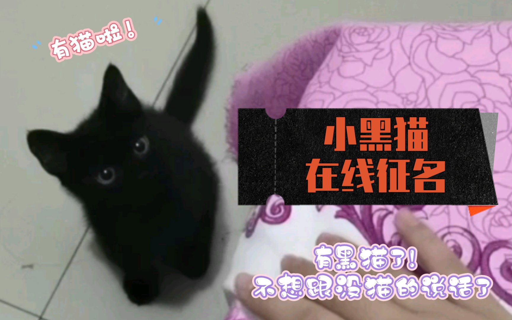 【黑猫】有猫啦!小黑猫叫什么名字好?哔哩哔哩bilibili