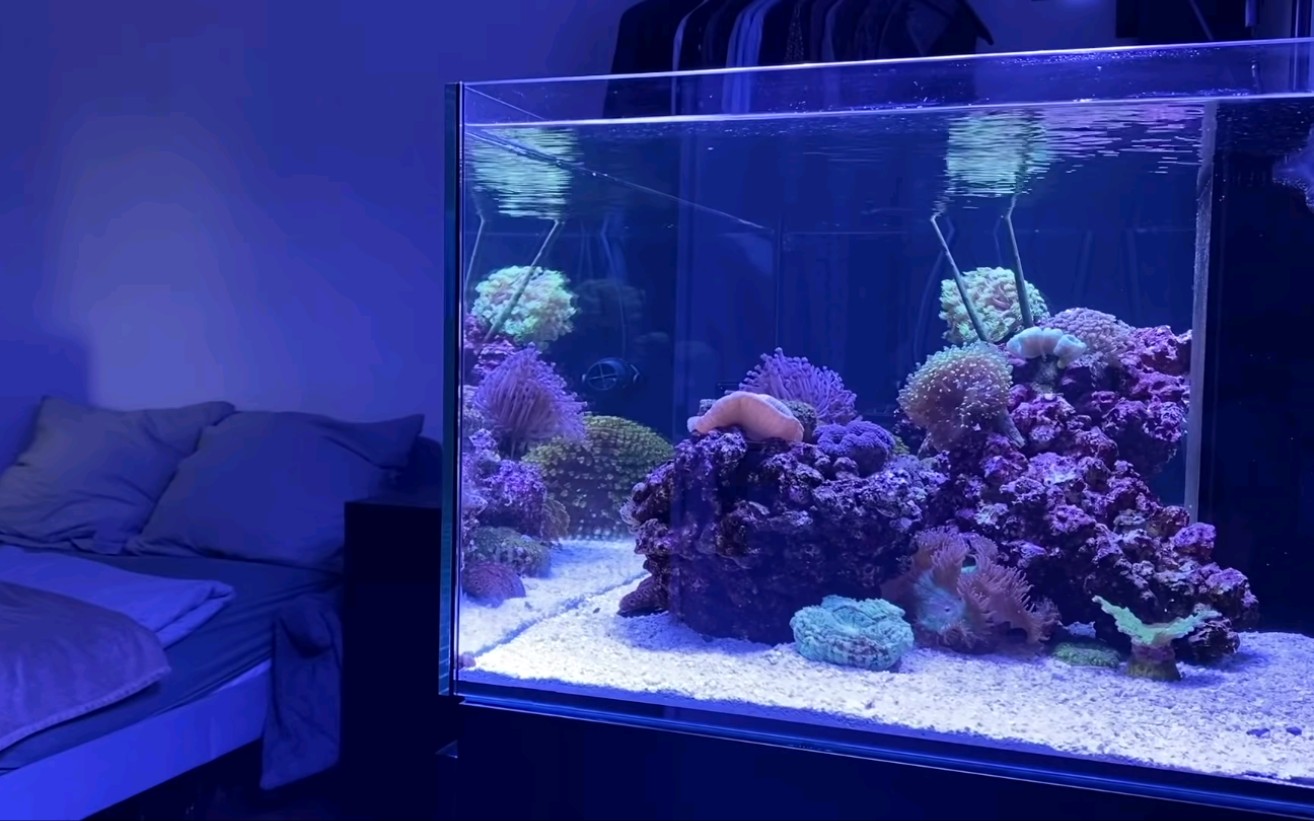 海缸家庭lps珊瑚缸