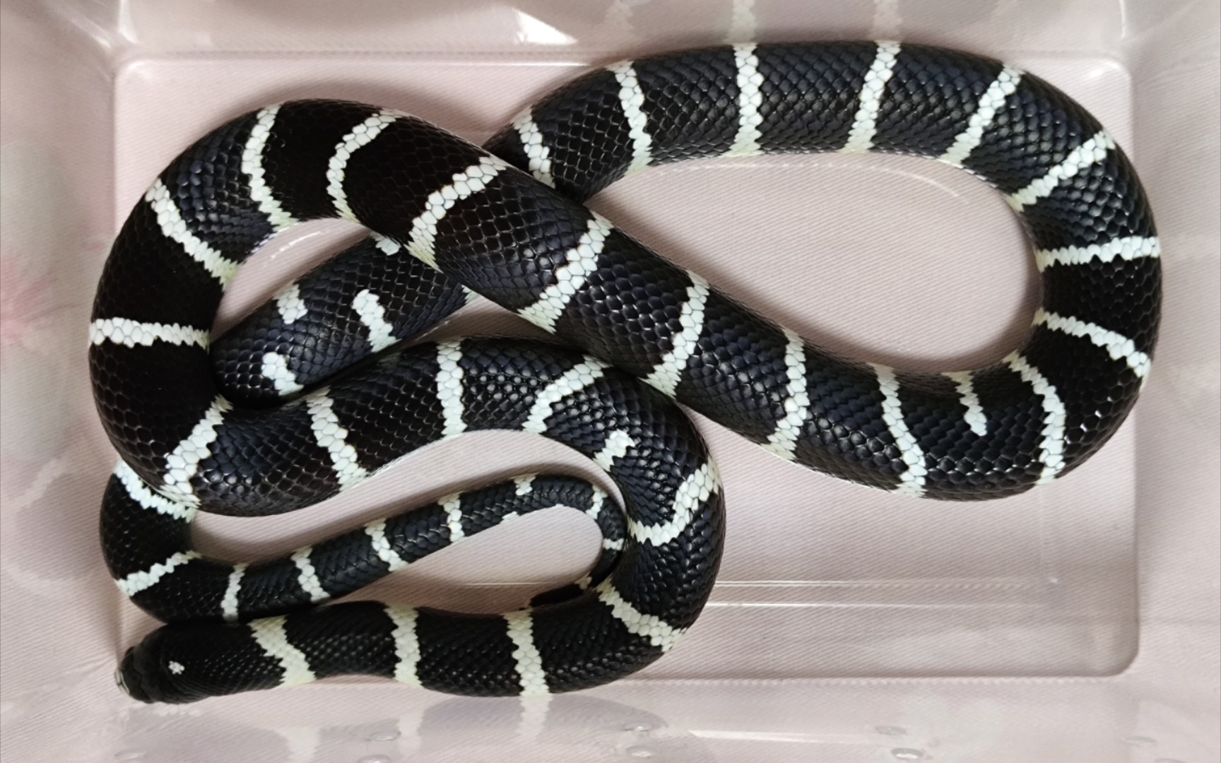 【加州王蛇】称下体重,140g啦