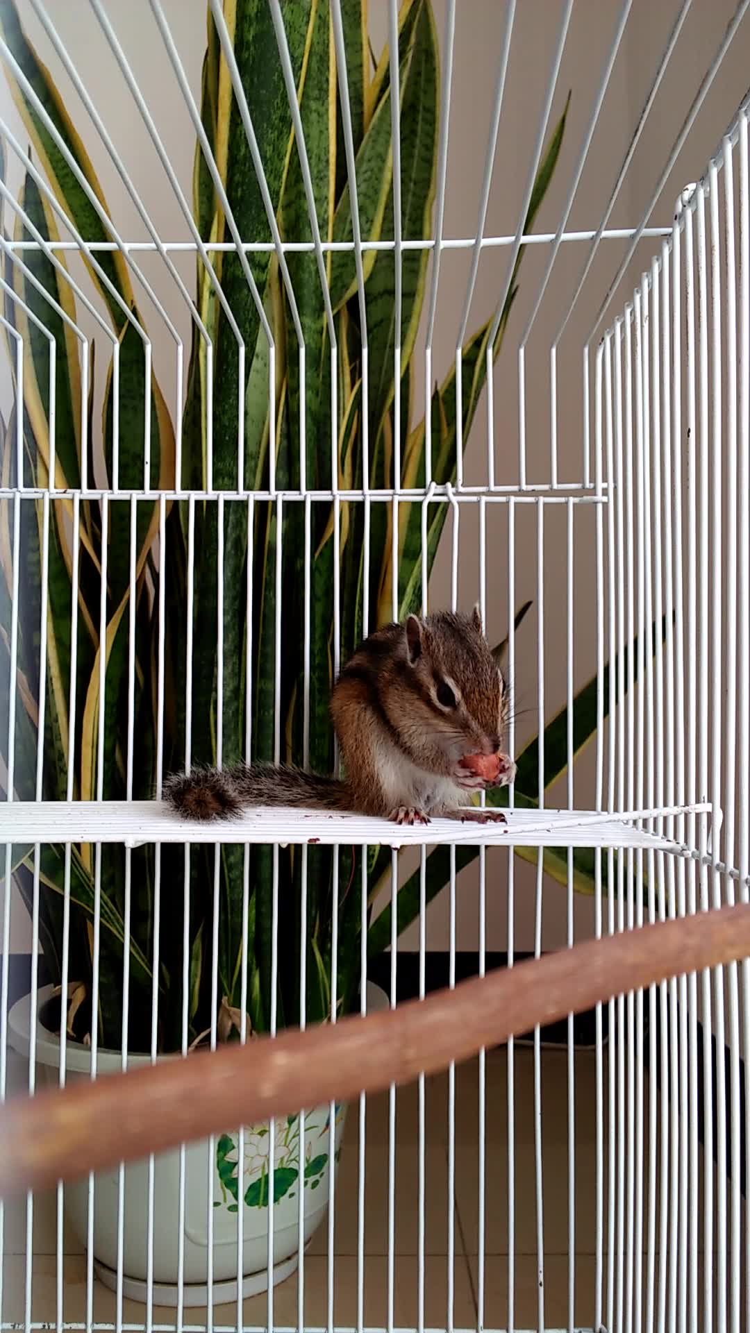 boss日常––家养金花松鼠 2_哔哩哔哩 (゜-゜)つロ 干杯~-bilibili