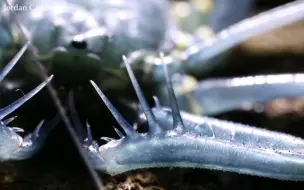 Скачать видео: 仿佛科幻片中的外星生物，半透明的躯壳内液体在流动着，刚蜕皮的鞭蛛是多么奇幻唯美的生物