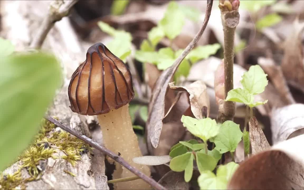 [图]【种植知识】教你认识一种奇特的植物