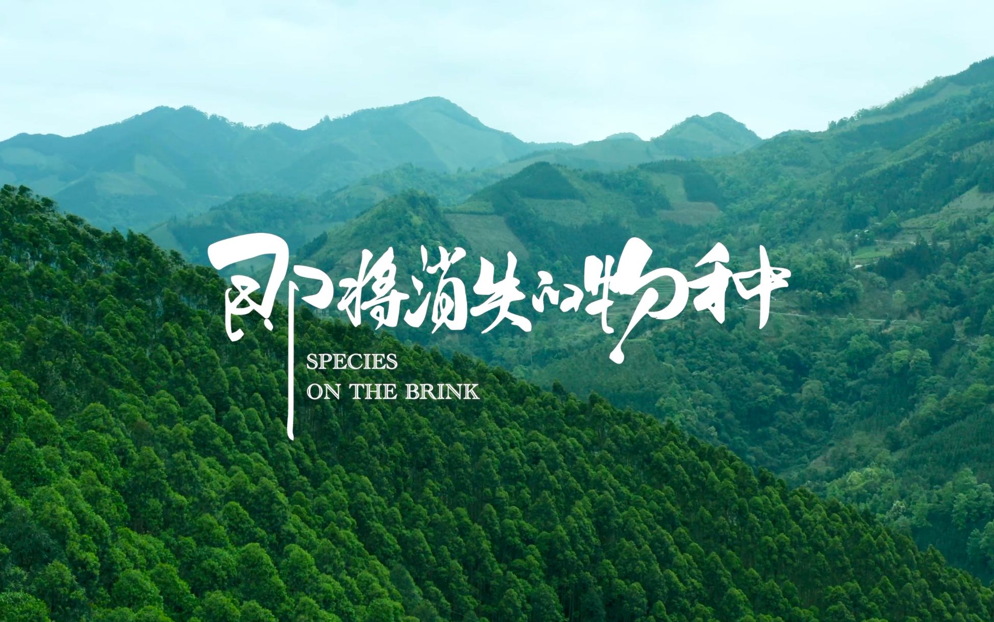 [图]《即将消失的物种》先行预告｜Spices on the Brink Teaser